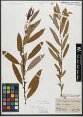 Foto von Salix triandra subsp. amygdalina (L.) Schübl. & G. Martens